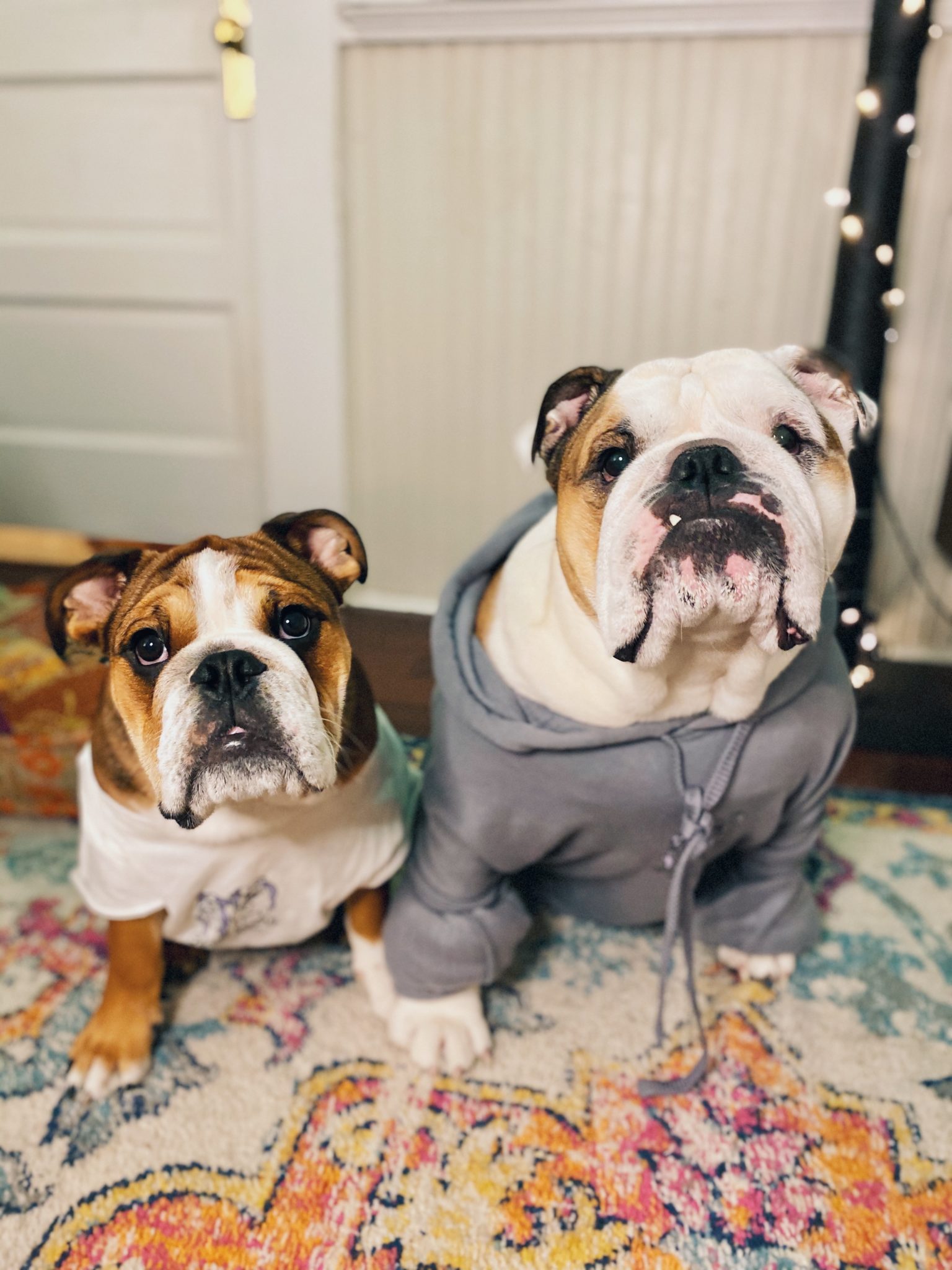 Two bulldogs sit facing the camera, one wearing a custom sweatshirt, the other in a custom t-shirt